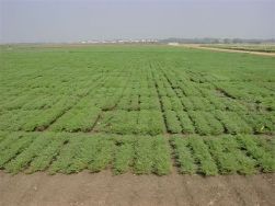 chickpea_regeneration_field