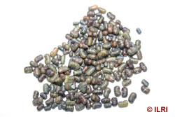 sesbania seeds with insect damage.jpg